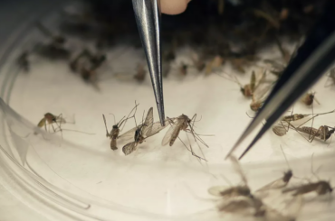 Amapá ocupa o 6º lugar em ranking nacional de casos de dengue em 2024