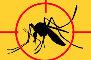 Saúde alerta para vigilância e imunização contra febre amarela