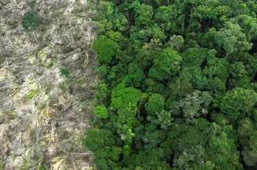 Desmatamento na Amazônia tem queda de 21,8% e no Pantanal, de 9,2%