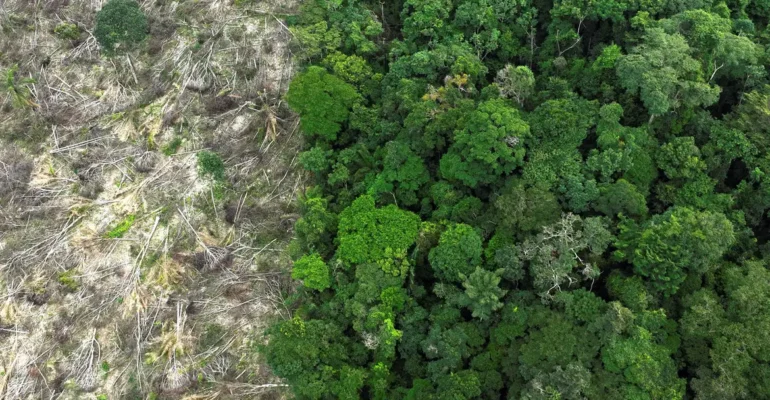 Desmatamento na Amazônia tem queda de 21,8% e no Pantanal, de 9,2%