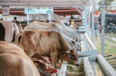 54ª Expofeira do Amapá será a primeira com status sanitário livre da febre aftosa sem vacinação