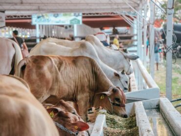 54ª Expofeira do Amapá será a primeira com status sanitário livre da febre aftosa sem vacinação