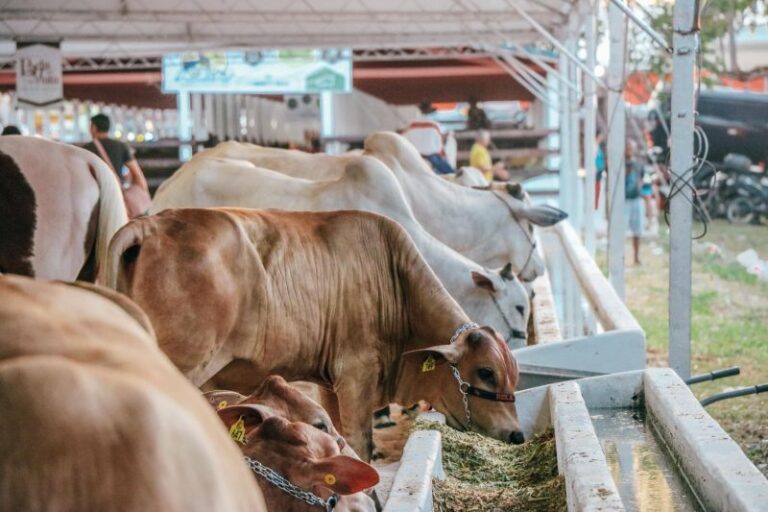 54ª Expofeira do Amapá será a primeira com status sanitário livre da febre aftosa sem vacinação